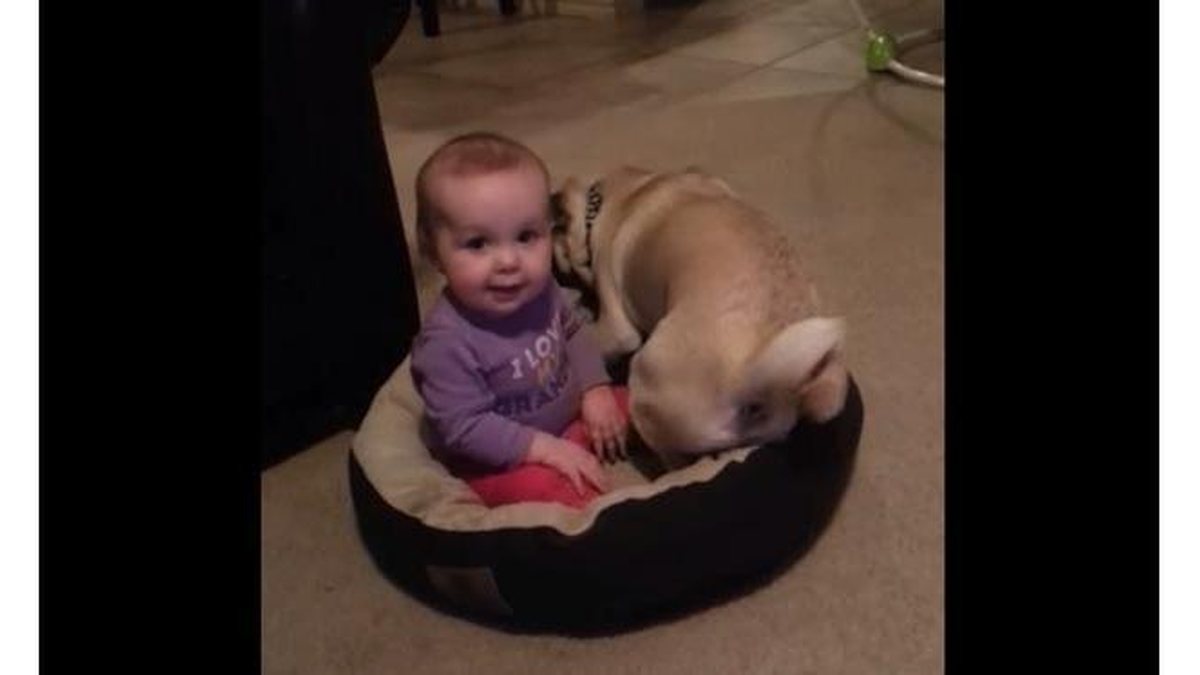 Imagem Bebê rouba cama de cachorrinho e ele tenta recuperá-la a todo custo