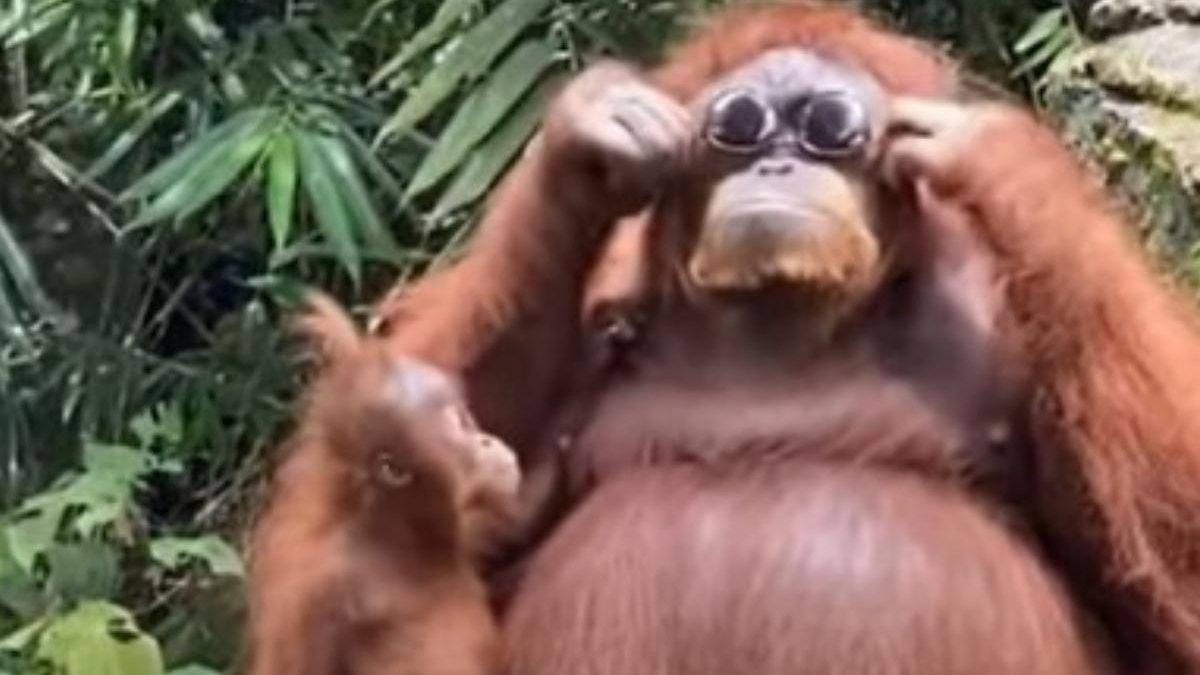 O orangotango logo se aproximou do óculos escuro - Reprodução / Youtube