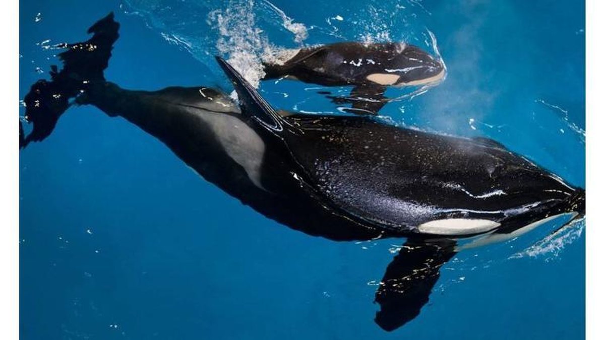 seaworld-orca - Foto: Divulgação/SeaWorld