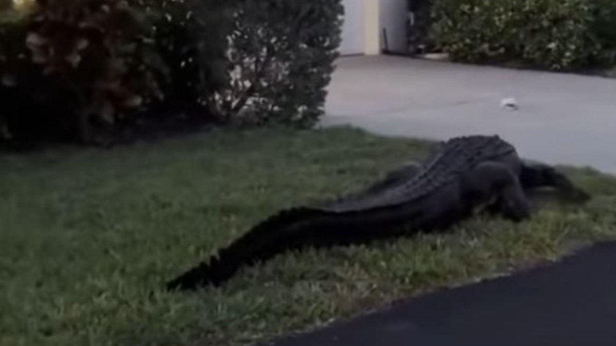 Os aligátores foram vistos caminhando nas ruas da Flórida - Reprodução/YouTube