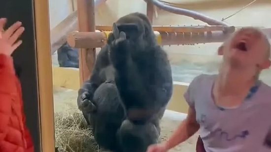 Mãe grava filhas ao lado de um gorila mal educado que mostra o ‘dedo do meio’ em zoológico - Reprodução/Vídeo