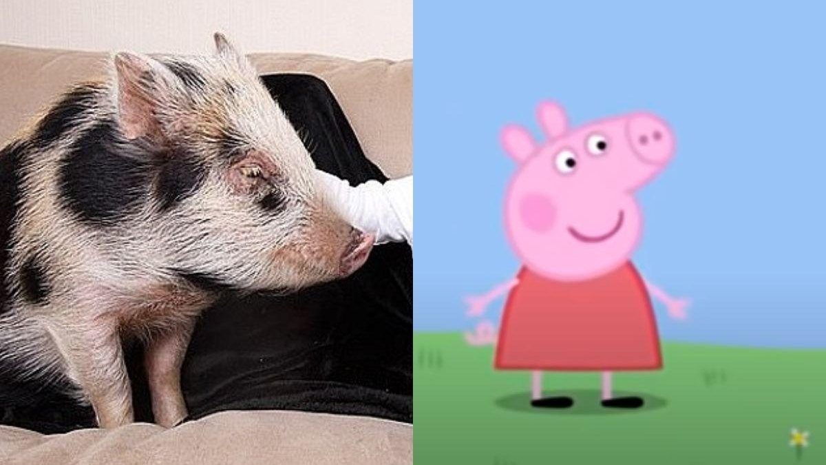 Menino ganha Peppa Pig na vida real - Reprodução / Youtube