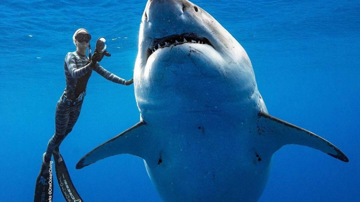 Imagem Mergulhadora encontra com tubarão grávida e vídeo viraliza nas redes sociais