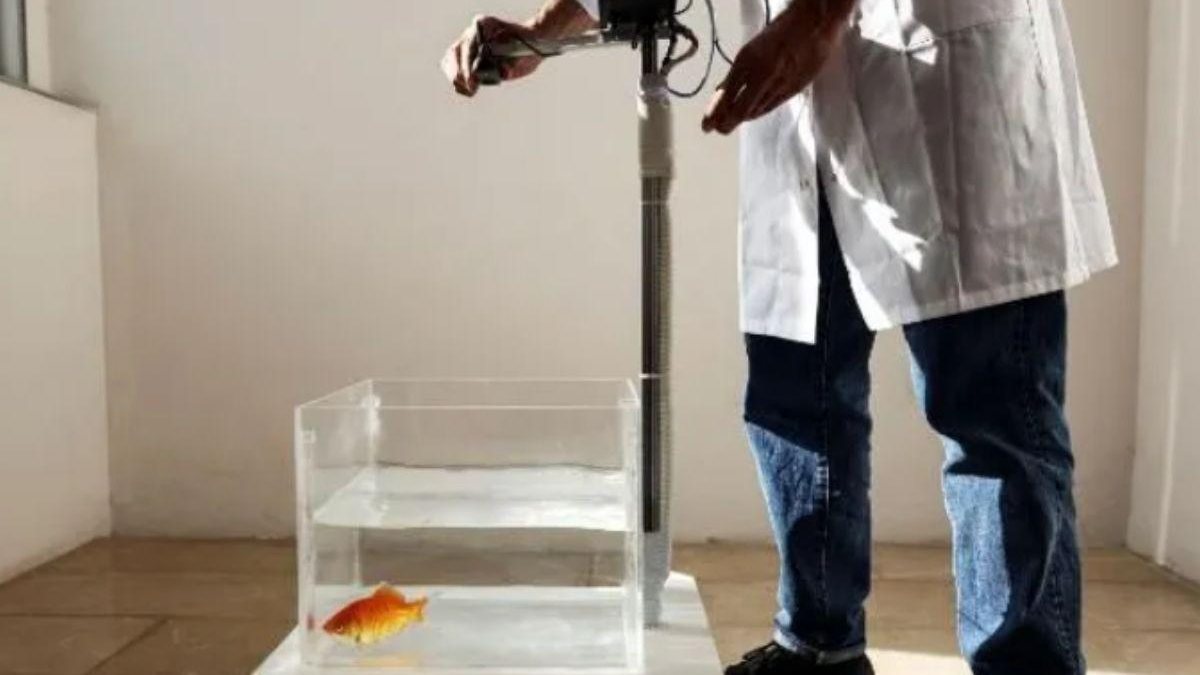 Peixes dourados aprendem a dirigir - Reprodução / YouTube / Estudio Diip