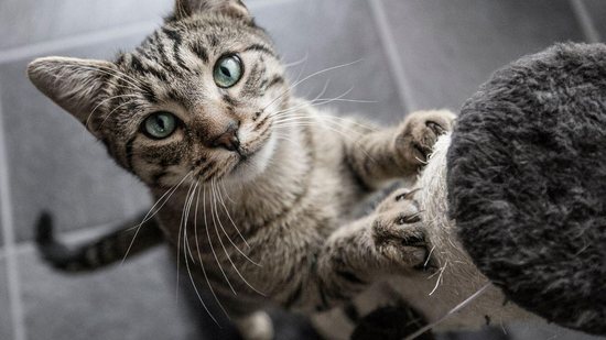 Mulher compartilha dica para que gatos parem de te atrapalhar no Home Office - reprodução Instagram