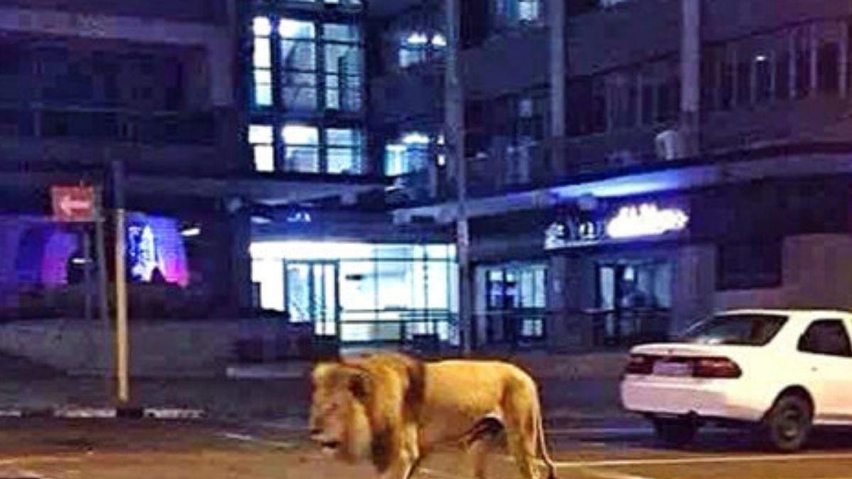 É Fake que o governo da Rússia soltou 500 leões nas ruas - reprodução Globo