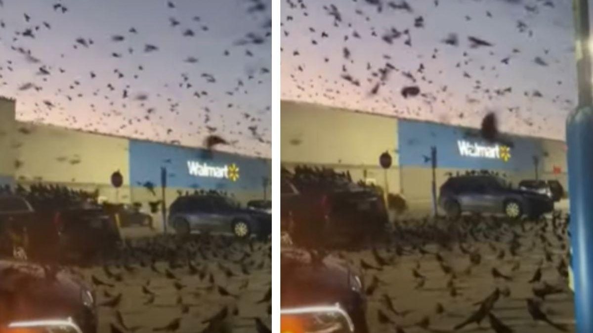 Os pássaros invadiram o local e assustaram clientes - Reprodução/ Youtube