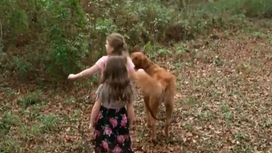 Cão banca heroí e salva duas irmãs que estava perdidas nas florestas - Reprodução/CBN News