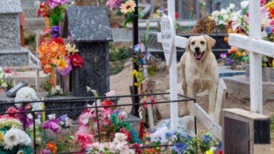 Cão acompanha túmulo de dono por três anos em cemitério na Argentina - Reprodução / Tribuna de Jundiaí