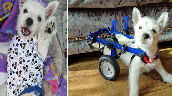 A cachorra ganhou uma cadeira de rodas personalizada - Reprodução/Metro
