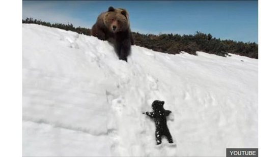 Dá uma dó do bebê urso ao assistir o vídeo - reprodução / Youtube