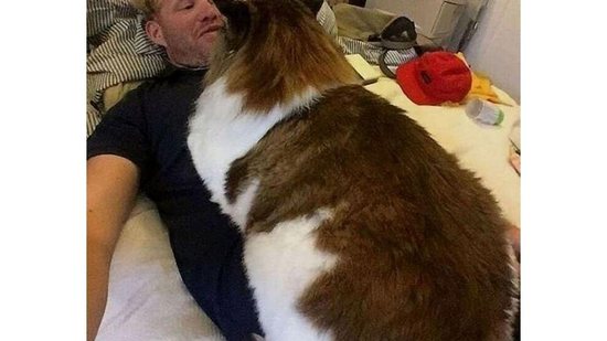 Pessoas compartilharam fotos dos gatos enormes na web - Reprodução/ Daily Mail