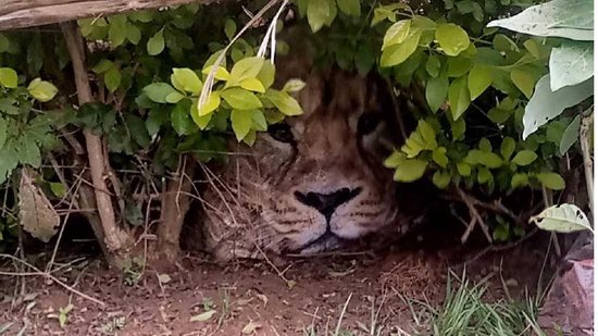 No Quênia, uma sacola deixada embaixo da escada causou uma confusão em uma vila, já que moradores acharam que havia um leão ali - reprodução/Facebook/Kenya Wildlife Service