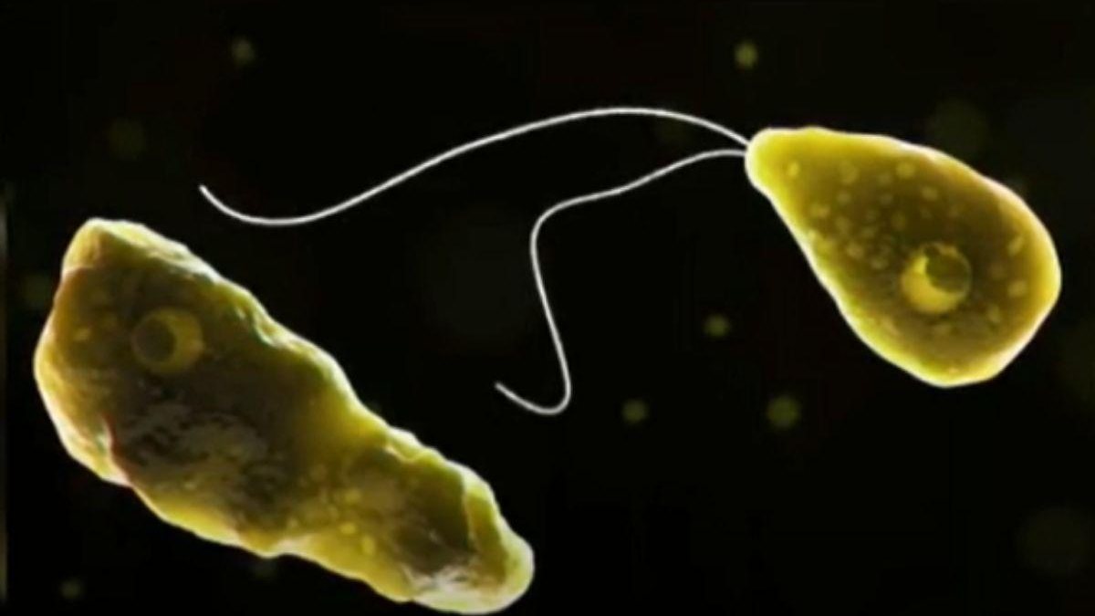  é conhecida como ameba “comedora de cérebro” - reprodução / vídeo YouTube