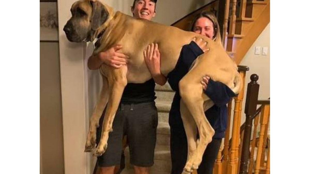 Cão de 1,2 metro chama atenção por ter medo de (quase) tudo (Fotos: reprodução YouTube)