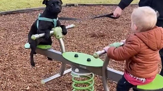 Cachorro brinca de gangorra com criança na Austrália - Reprodução YouTube