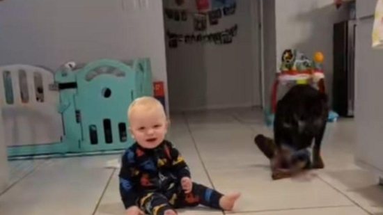 Rottweiler com paralisia ajuda bebê a engatinhar e vídeo impressiona internautas - Reprodução/TikTok/@kahluasadventure