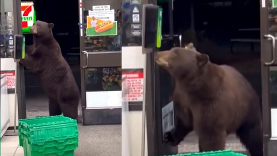 Um urso fez sucesso nas redes sociais ao aparecer passando álcool gel dentro de uma loja - reprodução/YouTube