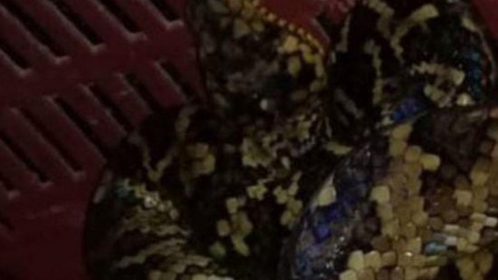 A cobra rara é a terceira encontrada desde 2017 - Reprodução/G1