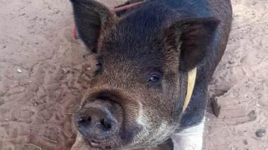 Família se muda para viver com porco - Freepik