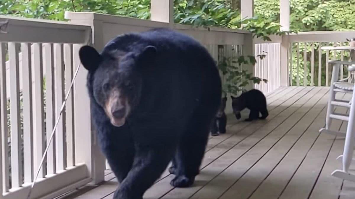 Ursa levou os filhotes para conhecer o “amigo humano” (Fonte: Reprodução/ Youtube)