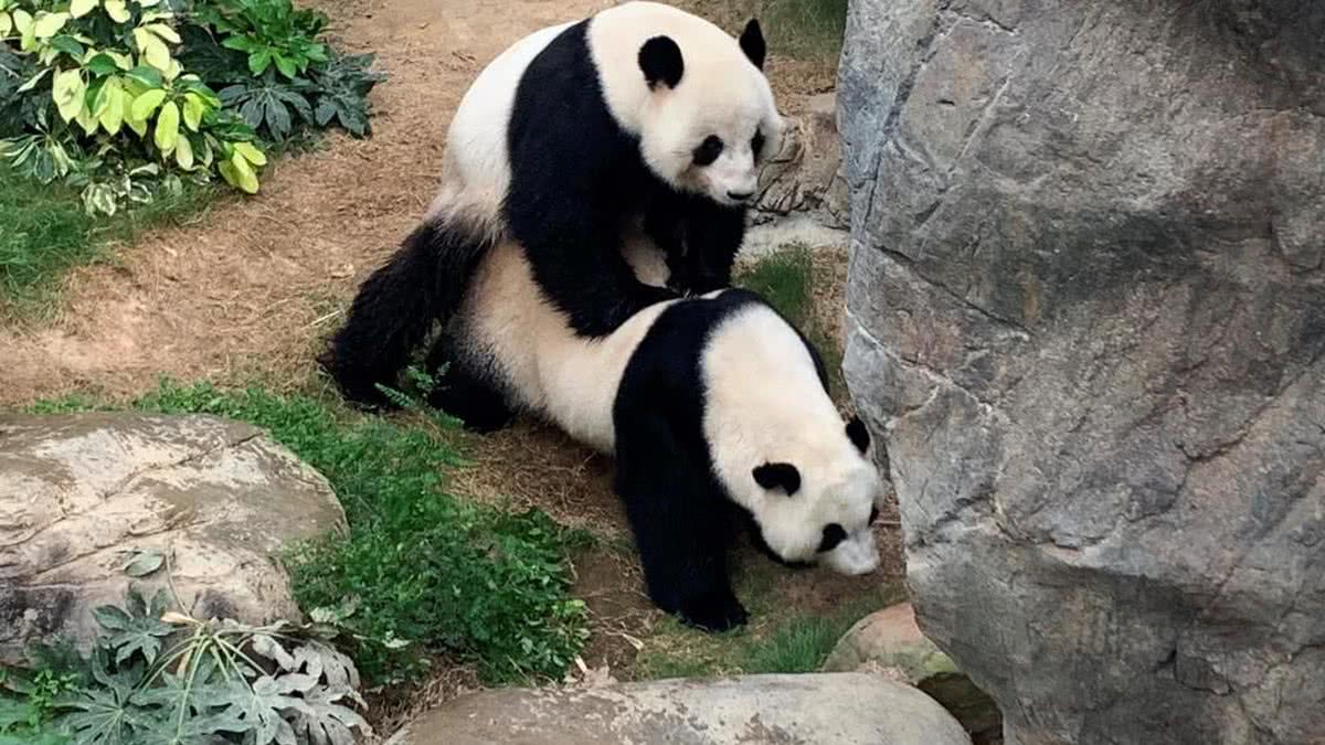 Pandas acasalando em meio a quarentena (Foto: Reprodução/ 