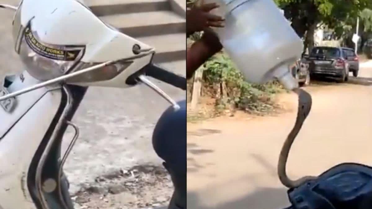 Imagem Vídeo mostra cobra venenosa sendo retirada do interior de uma motocicleta na Índia