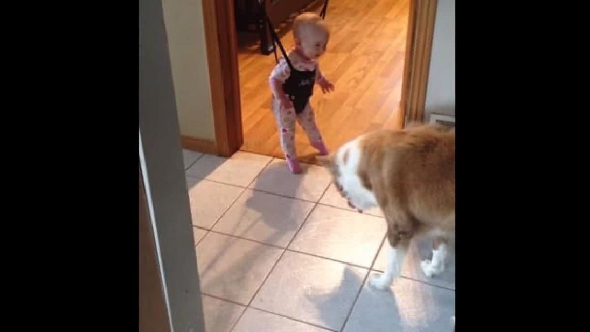 No vídeo, a criança interage com o animal de estimação  - No vídeo, a criança interage com o animal de estimação
