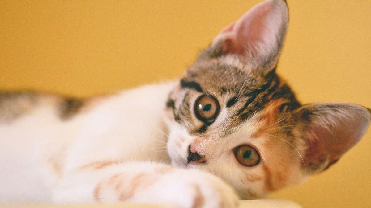 No quesito inteligência, os donos de gato foram os que mais pontuaram no estudo - Getty Images