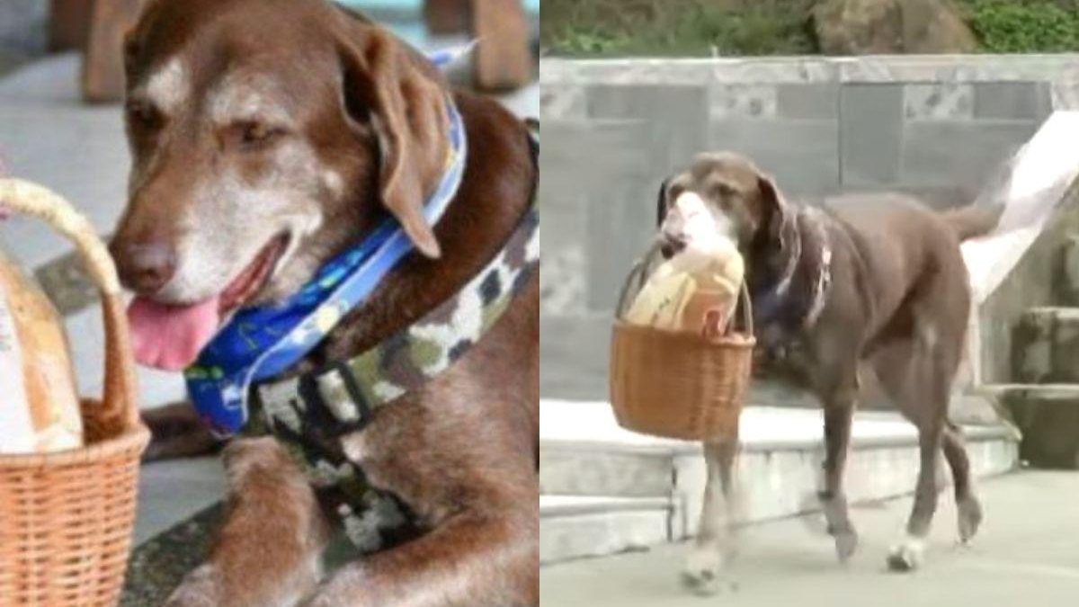 Cachorro vira celebridade ao começar a trabalhar como entregador na pandemia! (Foto: reprodução 