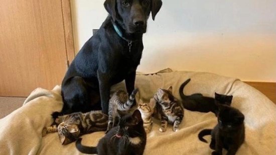 Cachorro Berti fez papel de pai substituto e cuidou de sete filhotes de gato órfãos - Reprodução/ Battersea Dogs & Cats Home