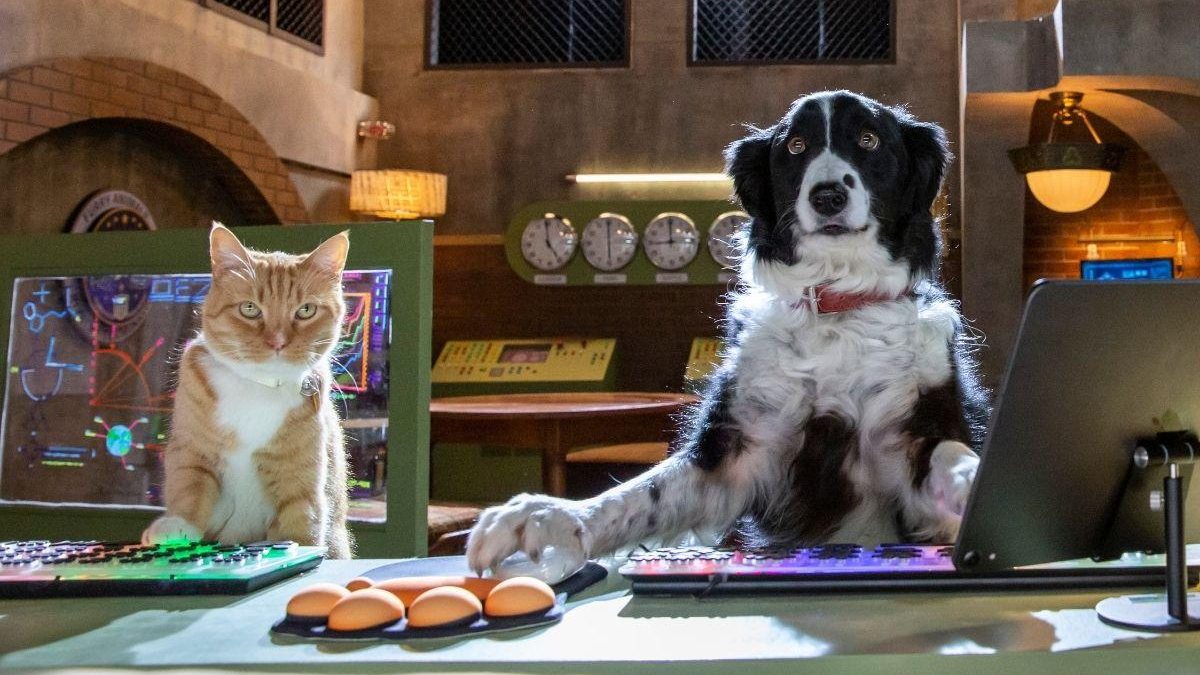 Como Cães e Gatos 3: Peludos Unidos traz velhos personagens e novos - Divulgação / Warner Bros