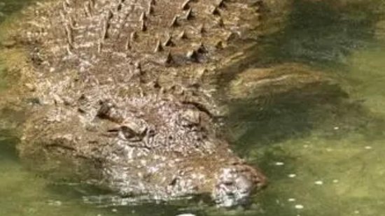 Mãe e filho foram atacados por um crocodilo - Reprodução / Getty Images