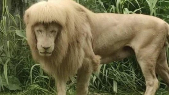 Imagem Leão ‘de franja’ é visto em zoológico da China e viraliza nas redes sociais