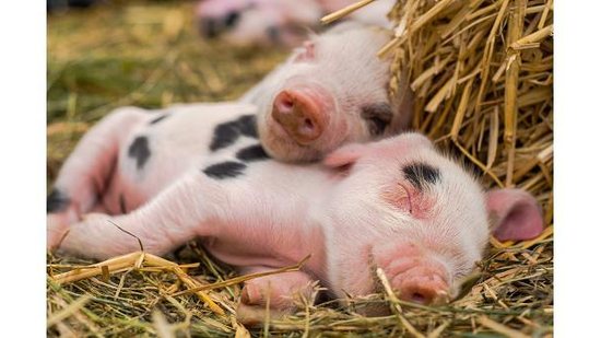 Uma foto de um porco sendo resgatado está fazendo o maior sucesso - Getty Images