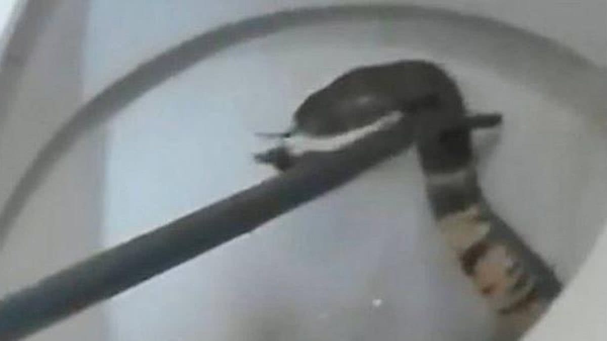 Uma cobra foi encontrada dentro do vaso sanitário - Reprodução / News24