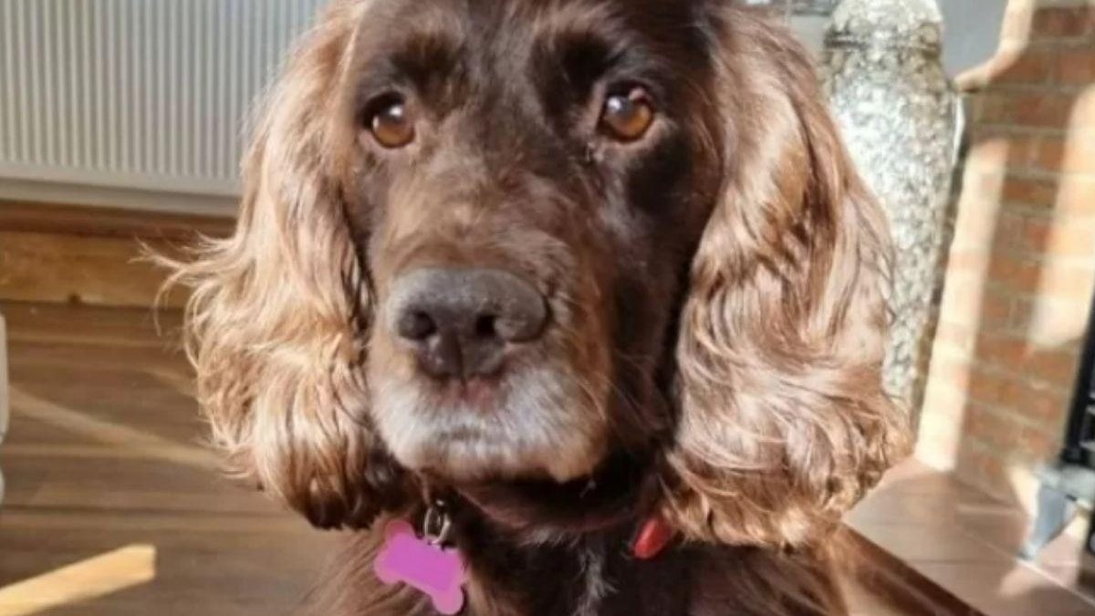 Cachorra foi devolvida para os donos 8 anos após ter sido sequestrada - Reprodução / Sussex Police