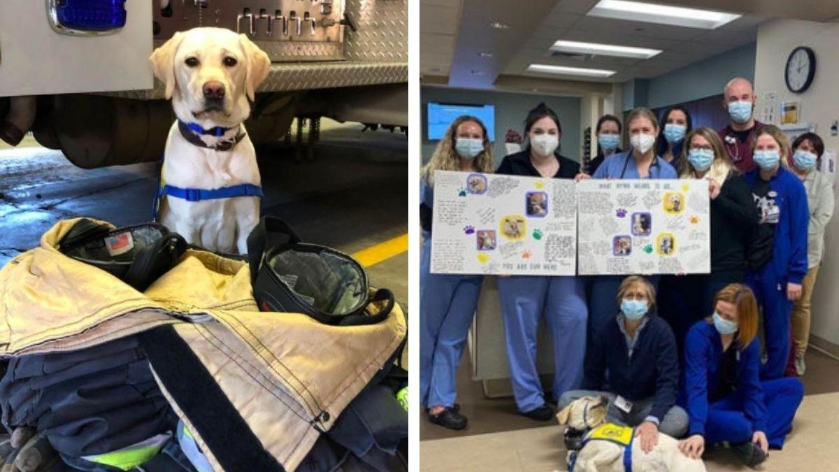 Cão terapeuta ajuda profissionais da saúde no combate o coronavírus - Reprodução/Instagram @docplusdog