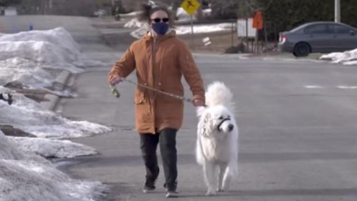 Cachorra faz carro parar no meio da rua para ajudar dona que teve convulsão - Reprodução/CTV News