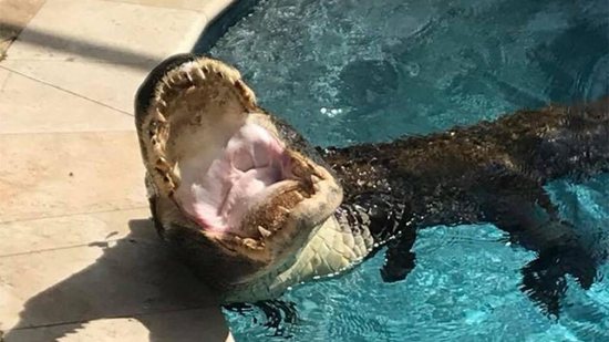 Crocodilo invade piscina em uma casa em Miami (Foto: Reprodução/ 