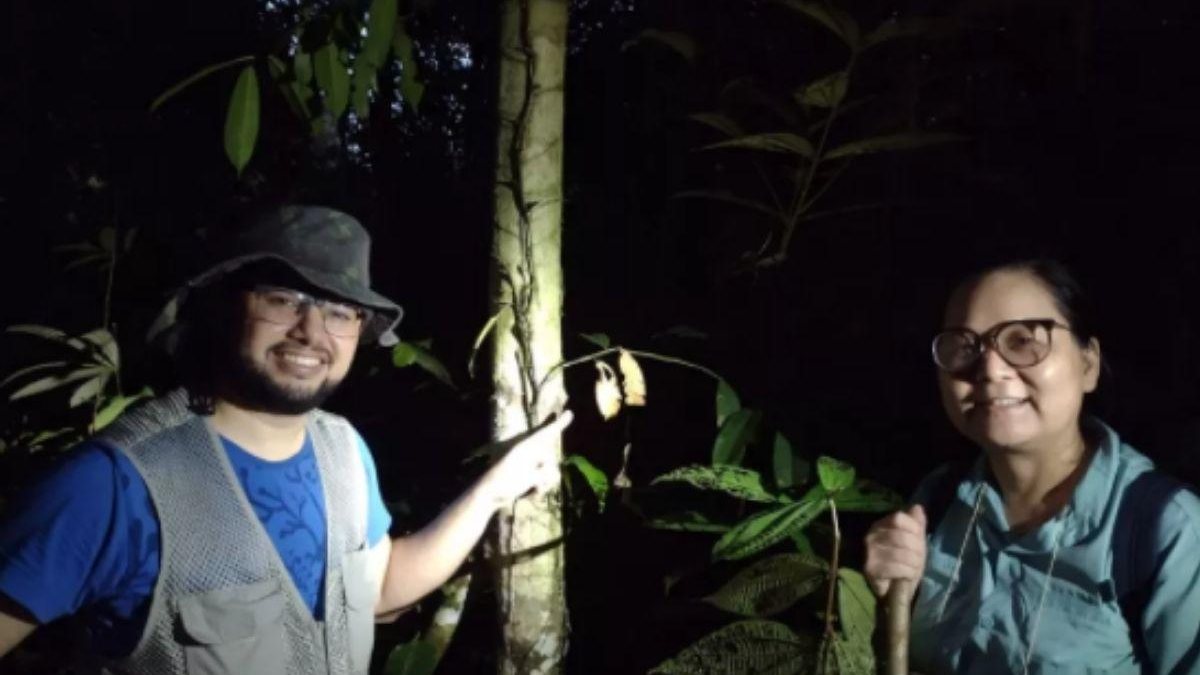 Cientistas descobrem fungos brilhantes na Amazônia - Reprodução / Revista Mycoscience / G1