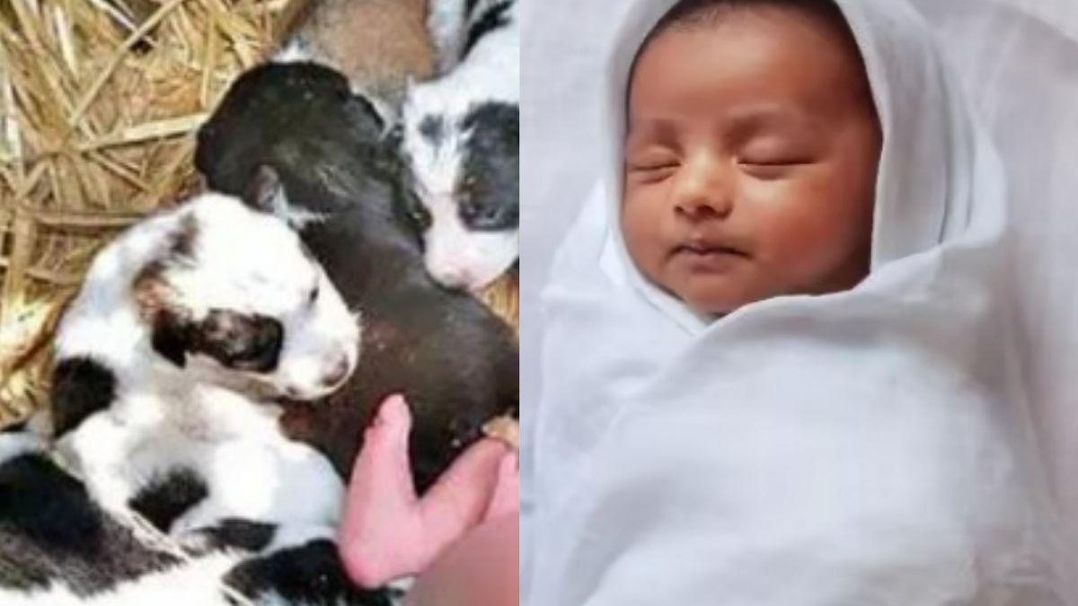 Bebê é salvo por cachorros na Índia - Reprodução / Twitter / @ipskabra