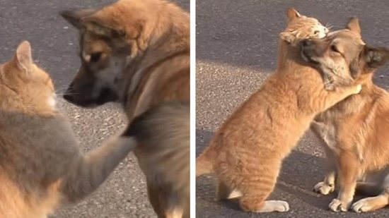 Imagem Vídeo: cachorro abandonado pela família ganha abraço de gato em momento emocionante