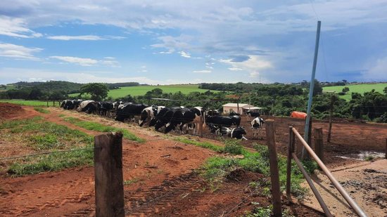 A fazenda conta com 140 vacas e 150 bezerras - Acervo Pais&Filhos