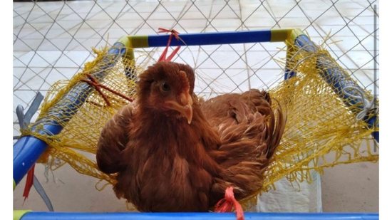Família faz rede improvisada para galinha - Reprodução / G1