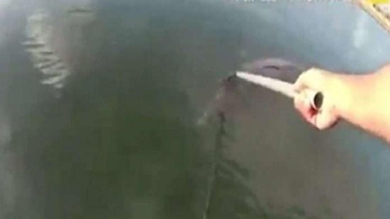 O golfinho felizmente foi salvo mas o policial teve um corte do dedo - Reprodução/The New York Post