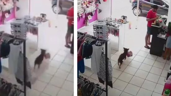 Vídeo mostra cachorro ‘furtando’ urso de pelúcia em loja no interior de São Paulo - reprodução YouTube