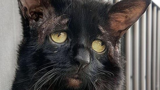 Sushi é conhecido como “gato mais triste do mundo” por causa de sua condição de pele rara - Reprodução/ Daily Mail