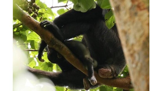 A chimpanzé com o filhote morto - reprodução/Revista Primates