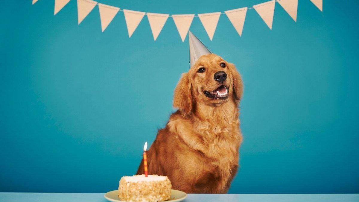 A mulher preparou uma festa de aniversário para o cachorro - Getty Images
